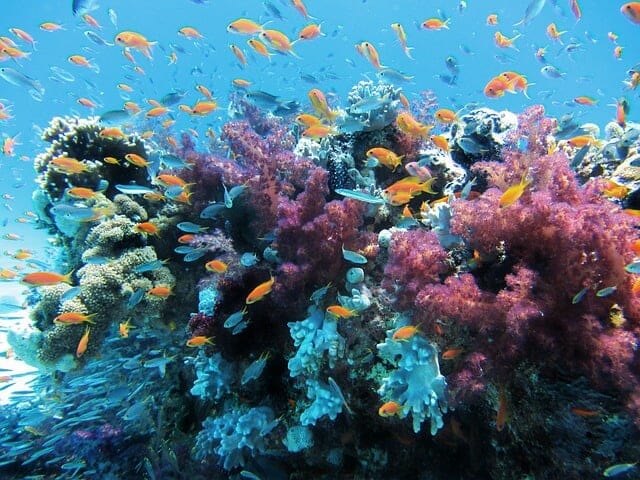 ecosistema marino Liguria Genova