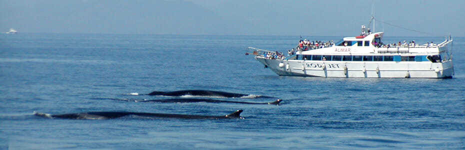 whalewatching genova Liguria