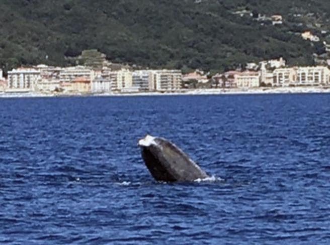 Codamozza Liguria